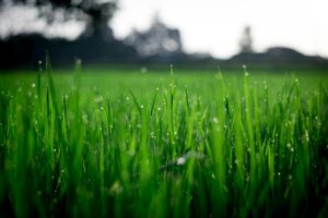 Lawn Mowing Alamo Ranch